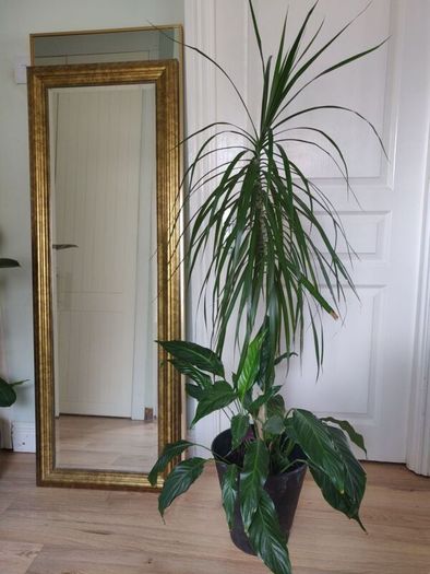 tall Madagascar Dragon Tree (Dracaena marginata),  Peace Lily plant in the black  plastic pot container