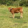 5 star heifer and heifer calf Image 6