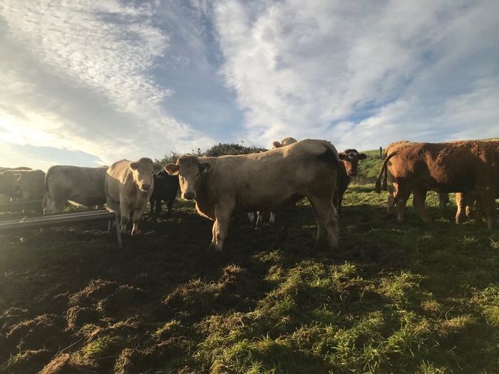 Cattle
