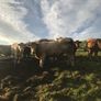 Cattle Image 5