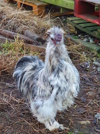 Usa Silkie Chicks And Fertile Eggs