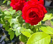 Roses for sale