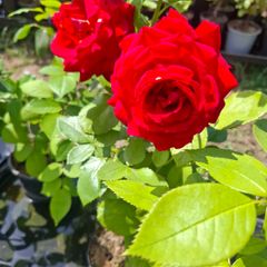 Roses for sale