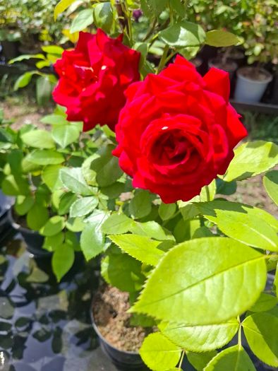 Roses for sale