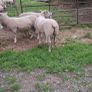 Purebred Registered Charolais Hogget Rams Image 5