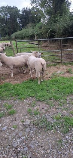 Purebred Registered Charolais Hogget Rams