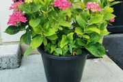 Large pink/blue Hydrangea plant
