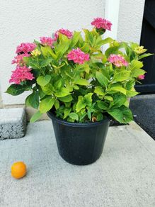 Large pink/blue Hydrangea plant