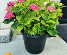 Large pink/blue Hydrangea plant