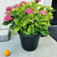 Large pink/blue Hydrangea plant