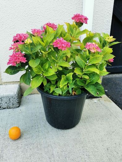 Large pink/blue Hydrangea plant