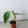 Anthurium Peltigerum Plant Image 3