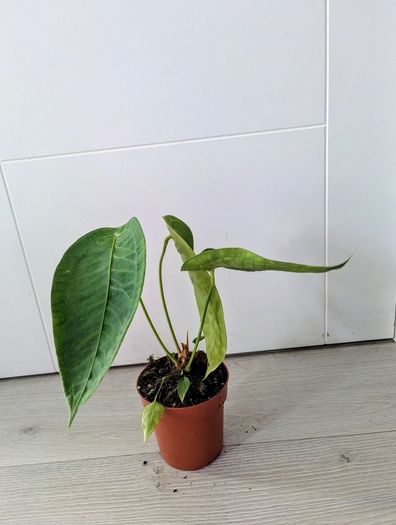 Anthurium Peltigerum Plant