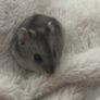 hamster cage Image 4