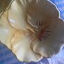 Beswick  Pansy dish Image 10