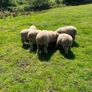 Dorset Ram Lambs Image 3