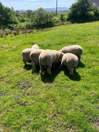Dorset Ram Lambs