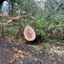 Tree shear saw head and mulcher hire Image 7