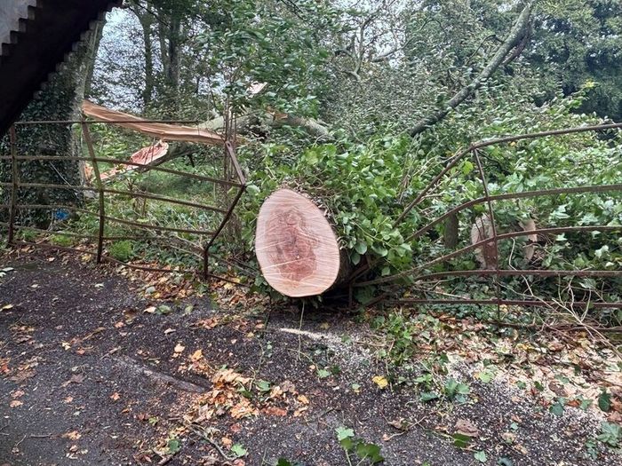 Tree shear saw head and mulcher hire