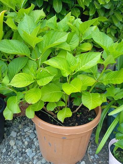 Hydrangea