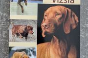 Versatile vizsla