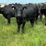Angus bullocks Image 2