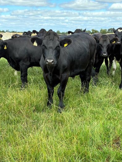 Angus bullocks