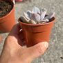 plant Image 2