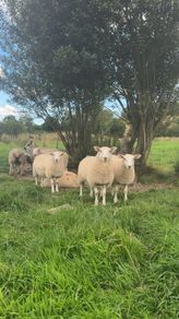 Ewe lambs