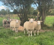 Ewe lambs