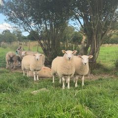 Ewe lambs