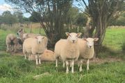 Ewe lambs