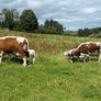 Pedigree Irish Moiled cows with bull calf at foot Image 7