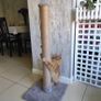 Cat Scratching Post, Scratcher Image 8