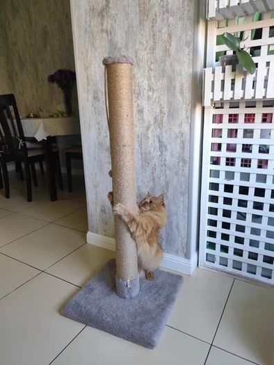Cat Scratching Post, Scratcher