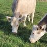 Incalf Charlie Heifers Image 6