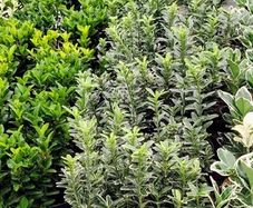Variegated Euonymus