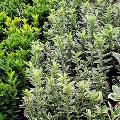 Variegated Euonymus