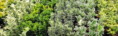 Variegated Euonymus