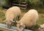 Shearling rams
