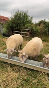 Shearling rams