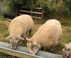 Shearling rams