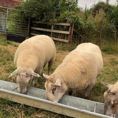 Shearling rams