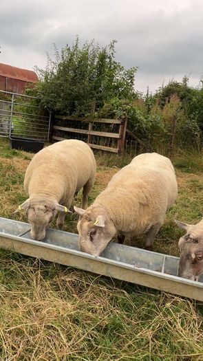 Shearling rams