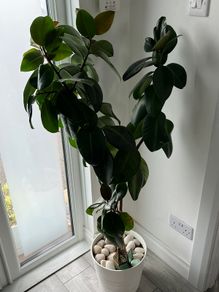 Large Ficus Elastica / Rubber Plant with White Pot