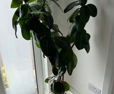 Large Ficus Elastica / Rubber Plant with White Pot