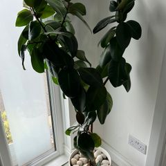 Large Ficus Elastica / Rubber Plant with White Pot