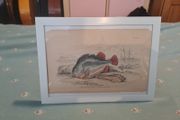 Antique fish prints 1840