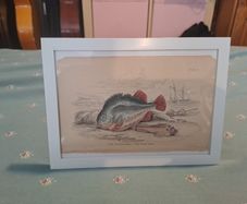 Antique fish prints 1840