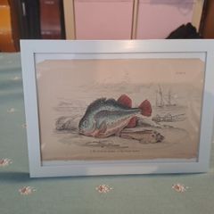 Antique fish prints 1840